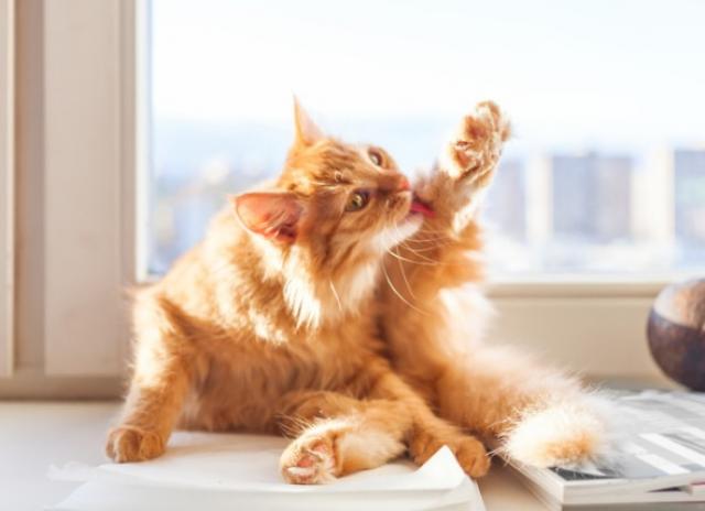 [Image: Ginger-cat-gromming-on-window-sill.jpg?i...3dAitjLd20]